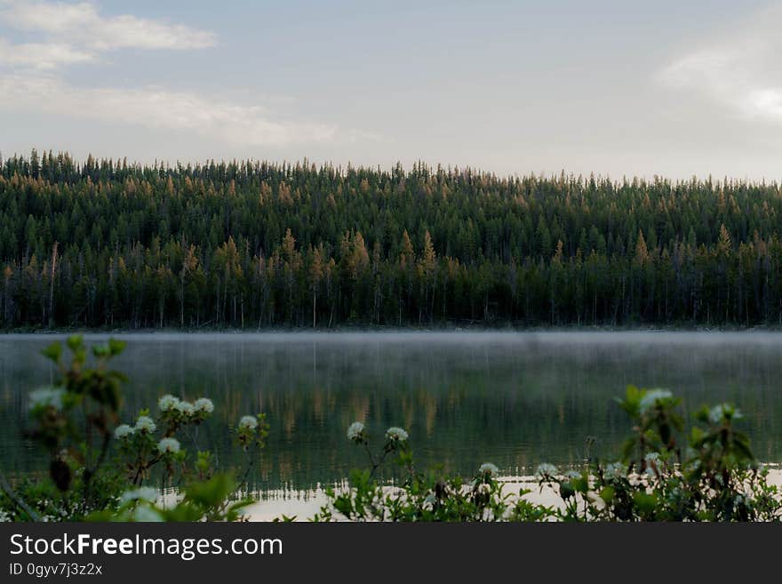 Forest on hillside on banks of river with mist in morning. Forest on hillside on banks of river with mist in morning.