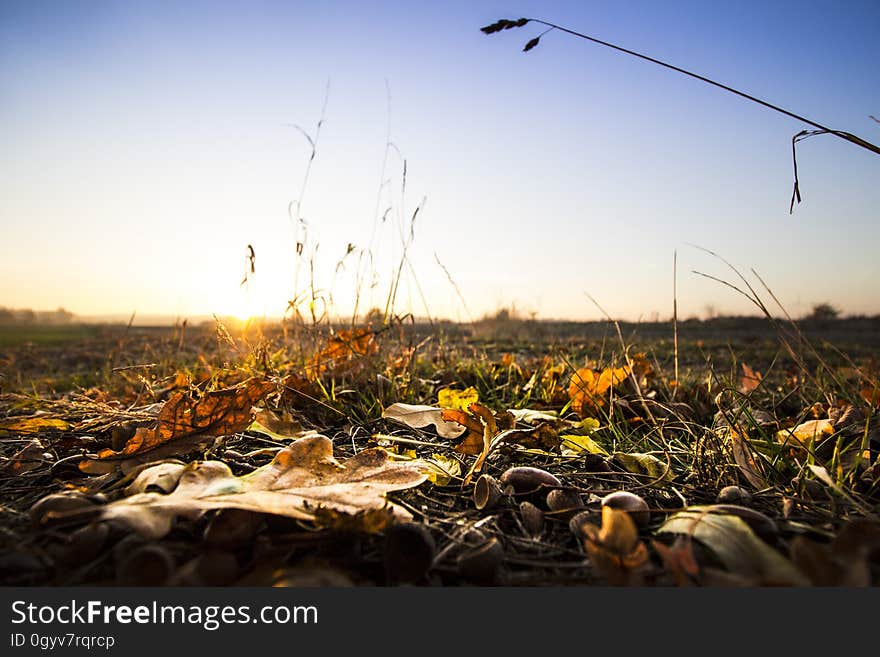 Autumn leaves litter a field on a chilly morning. Autumn leaves litter a field on a chilly morning.