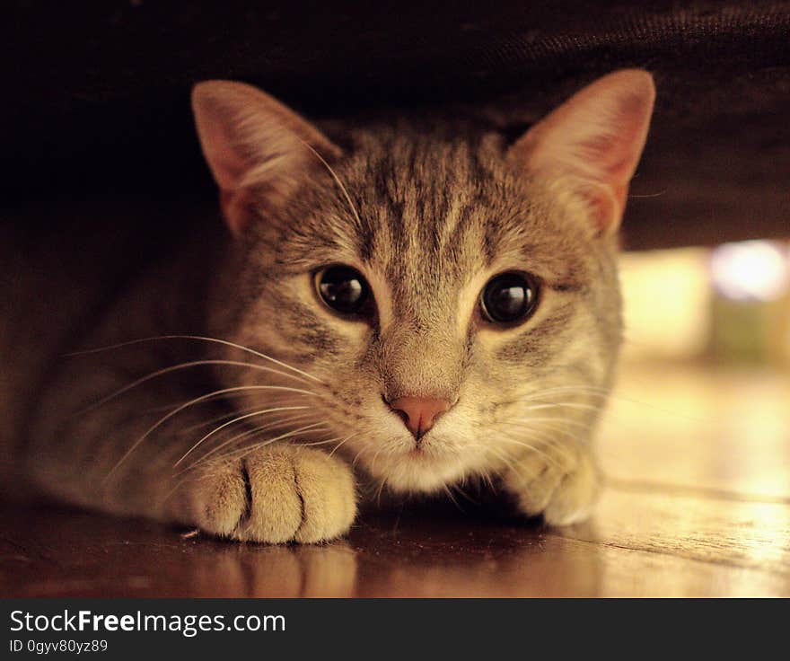 Closeup of a curious ginger cat.