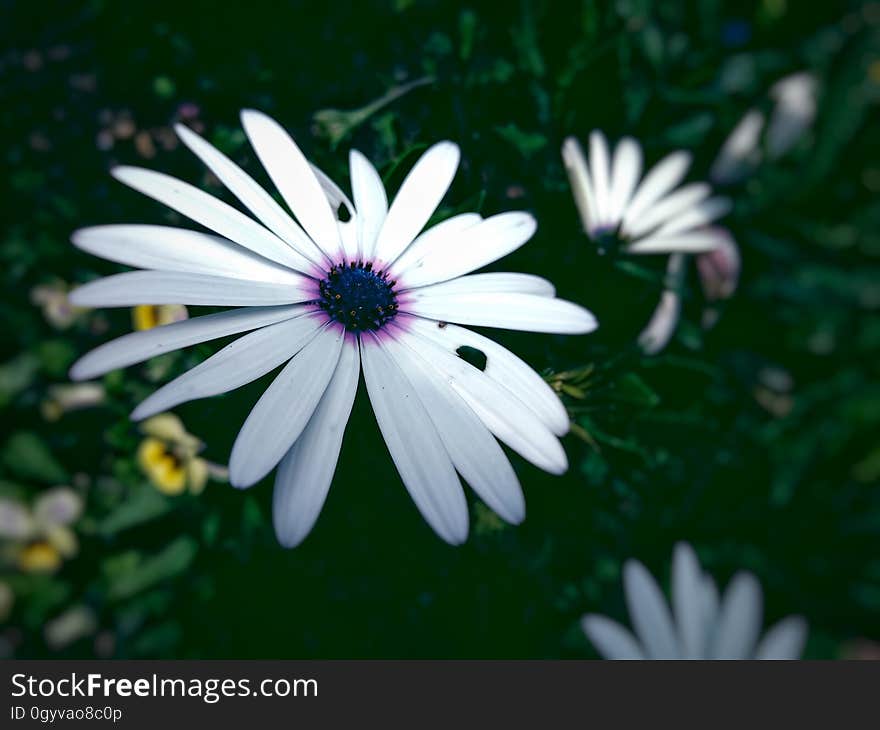 White aster flowers in garden. White aster flowers in garden.