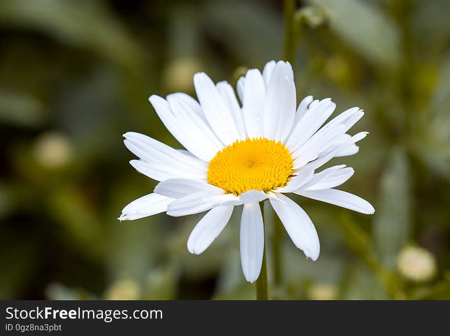 White and Yellow Flower in Macro Shot Photography