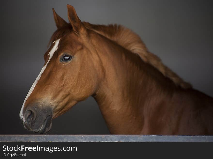 A portrait of a brown horse. A portrait of a brown horse.