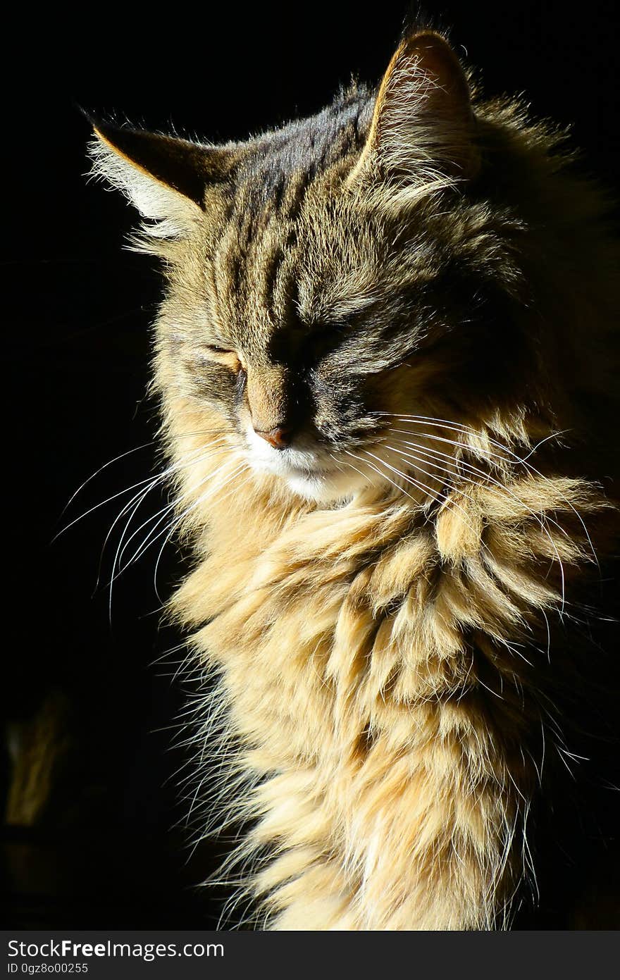 A fluffy cat suns itself in front of a window. A fluffy cat suns itself in front of a window.