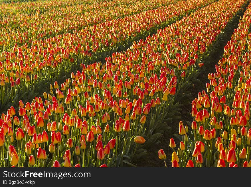 Field of blooming orange and yellow tulips in countryside on sunny day. Field of blooming orange and yellow tulips in countryside on sunny day.