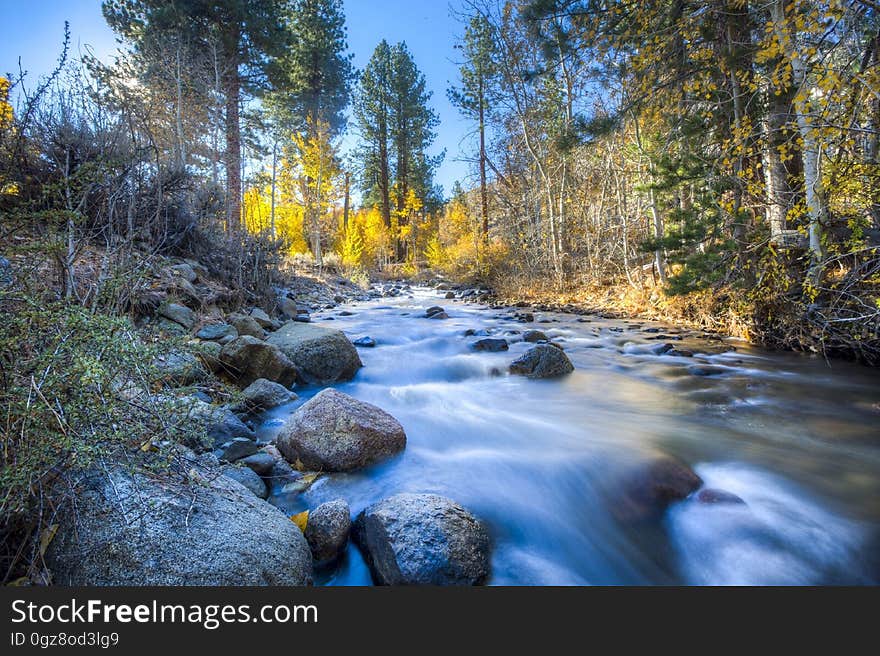 Scenic View of Trees in Forest