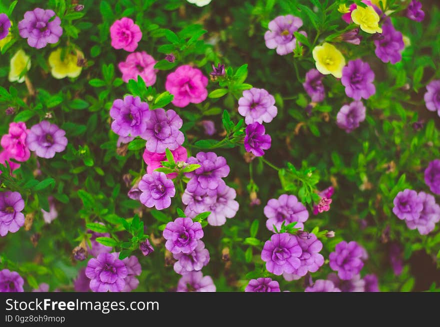 Close up of purple, pink and yellow flowers blooming on green plants in sunny garden. Close up of purple, pink and yellow flowers blooming on green plants in sunny garden.