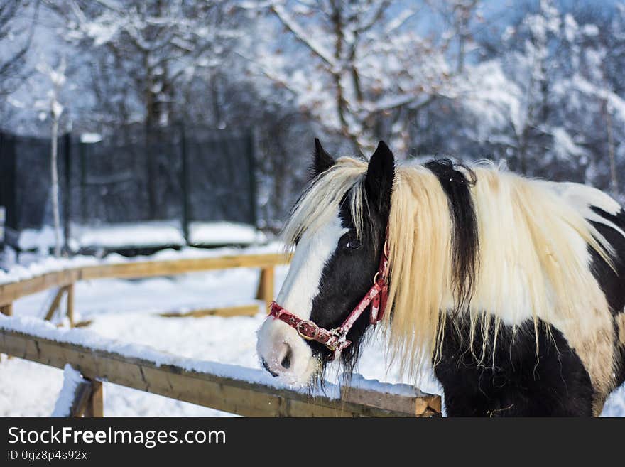 Horse stood in paddock looking over fence in winter. Horse stood in paddock looking over fence in winter.