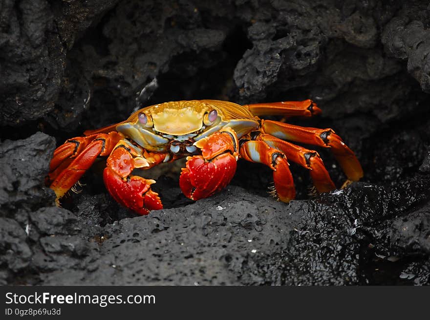 Portrait of a red graspus crab on rocks.