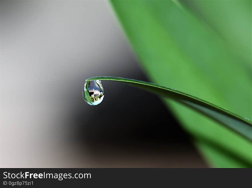 A drop of water hanging from the tip of a blade of grass. A drop of water hanging from the tip of a blade of grass.