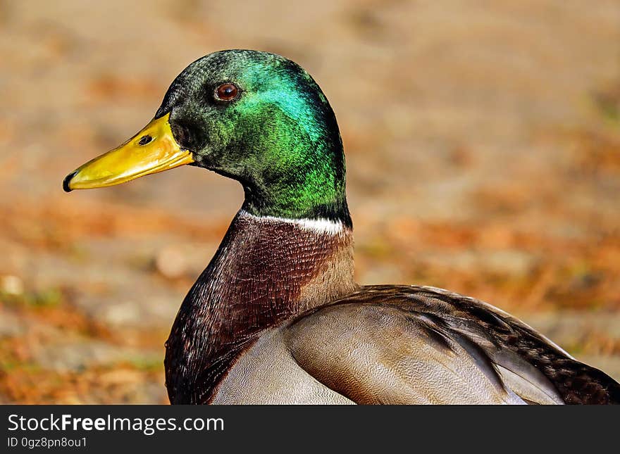 Close-up of Bird