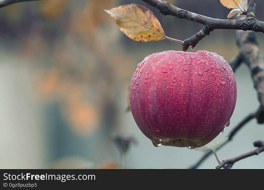 Close-up of Fruits Hanging on Tree