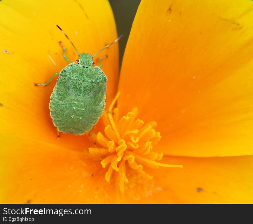 Green shield bug Palomena prasina on a bright yellow flower