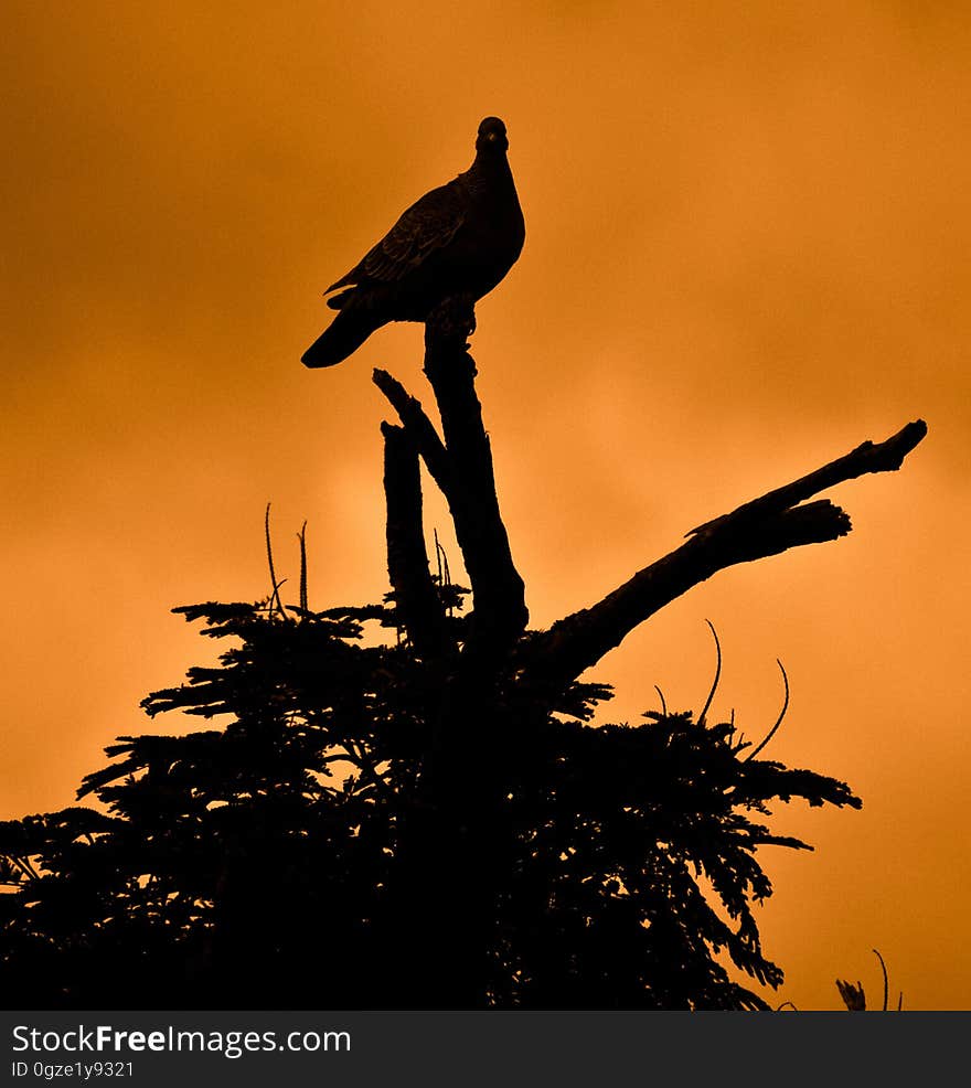 Sky, Bird, Silhouette, Fauna