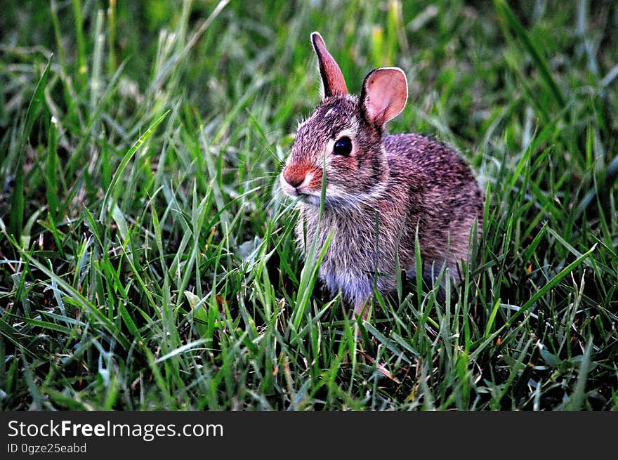 Fauna, Mammal, Rabbit, Rabits And Hares