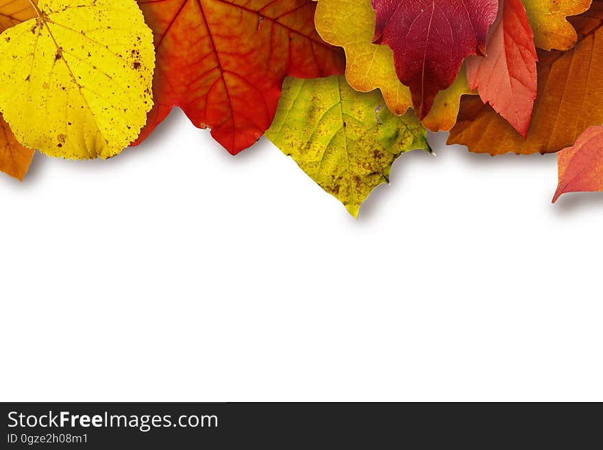 Leaf, Maple Leaf, Petal, Autumn