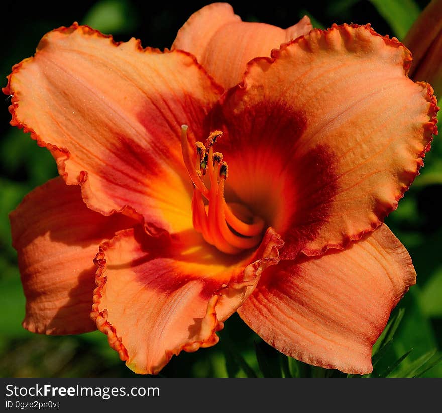 Daylily, Close Up, Petal, Flower