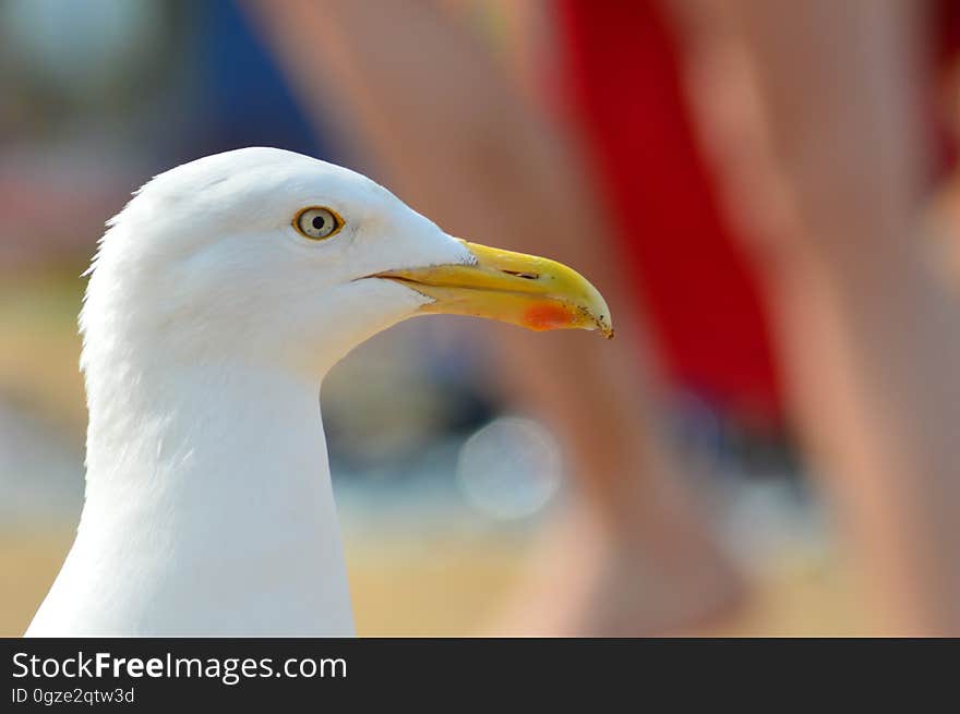 Beak, Bird, Seabird, Gull