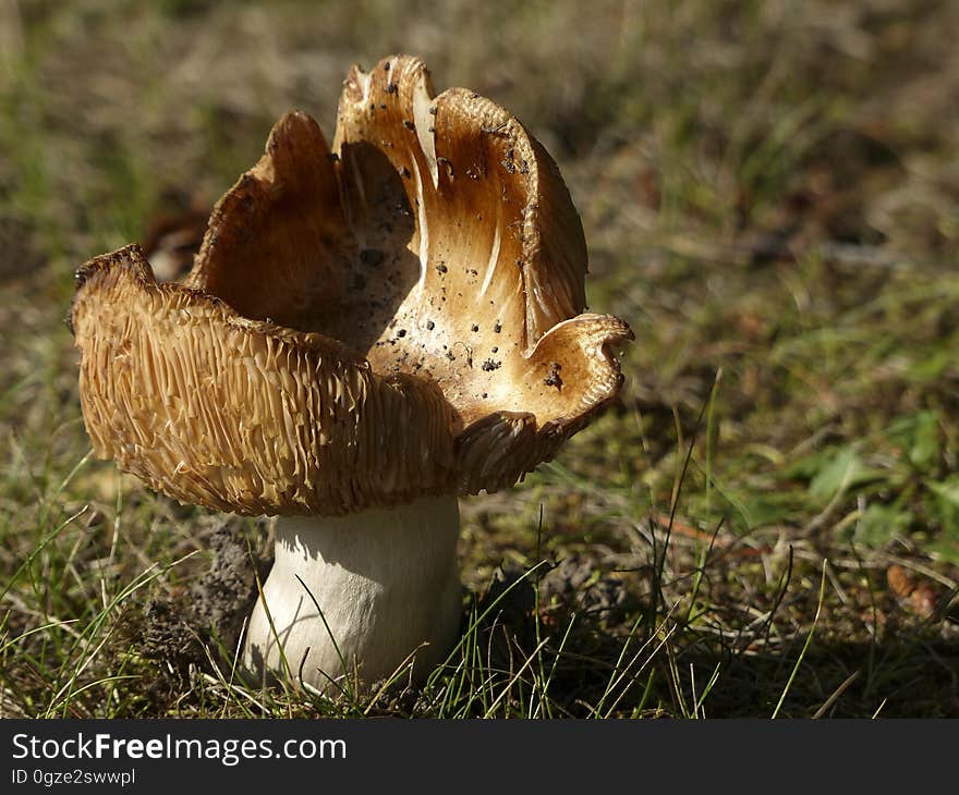 Mushroom, Fungus, Edible Mushroom, Penny Bun