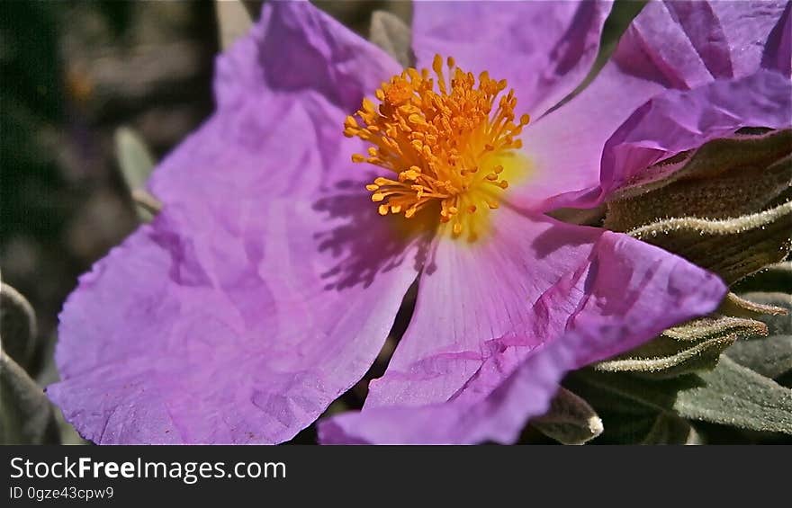 Flower, Pink, Purple, Flora