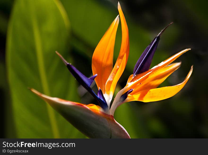 Flower, Plant, Flora, Close Up