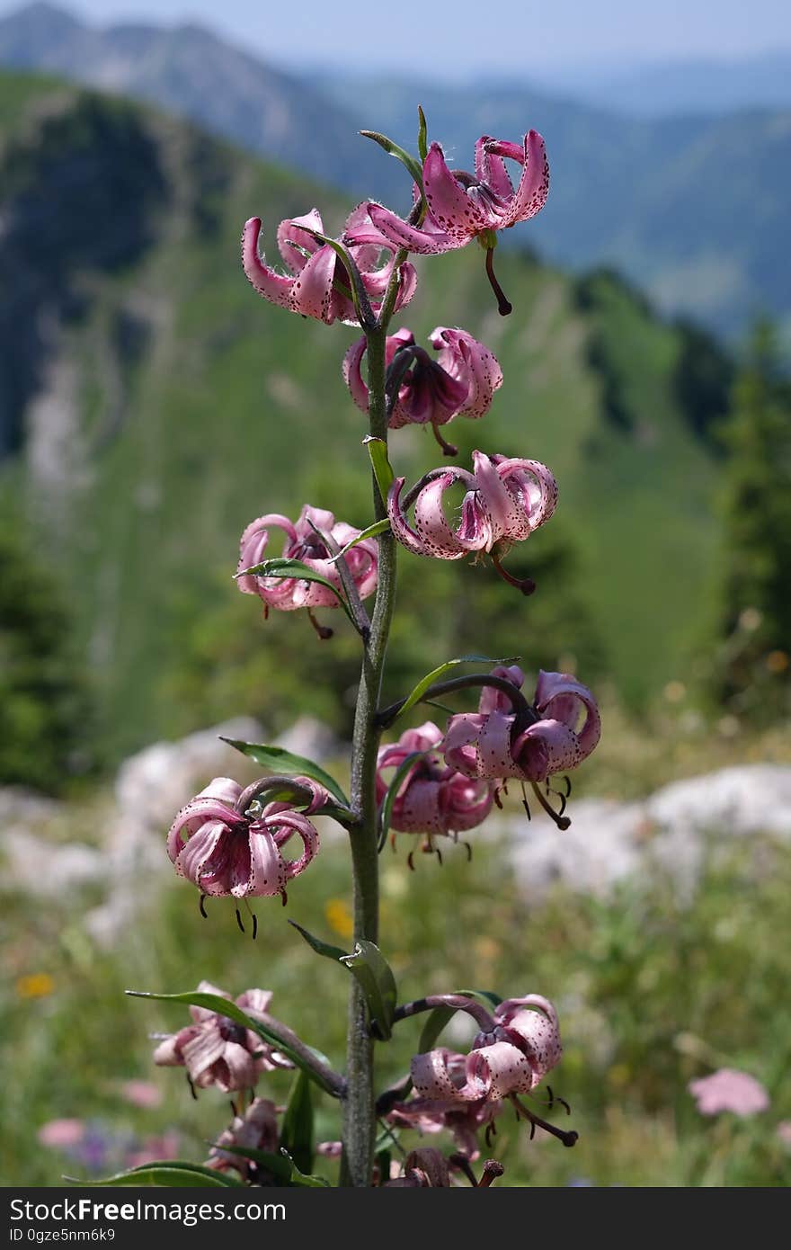 Plant, Flora, Flower, Flowering Plant