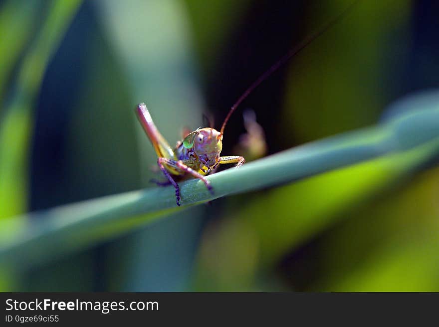 Insect, Dragonfly, Macro Photography, Close Up