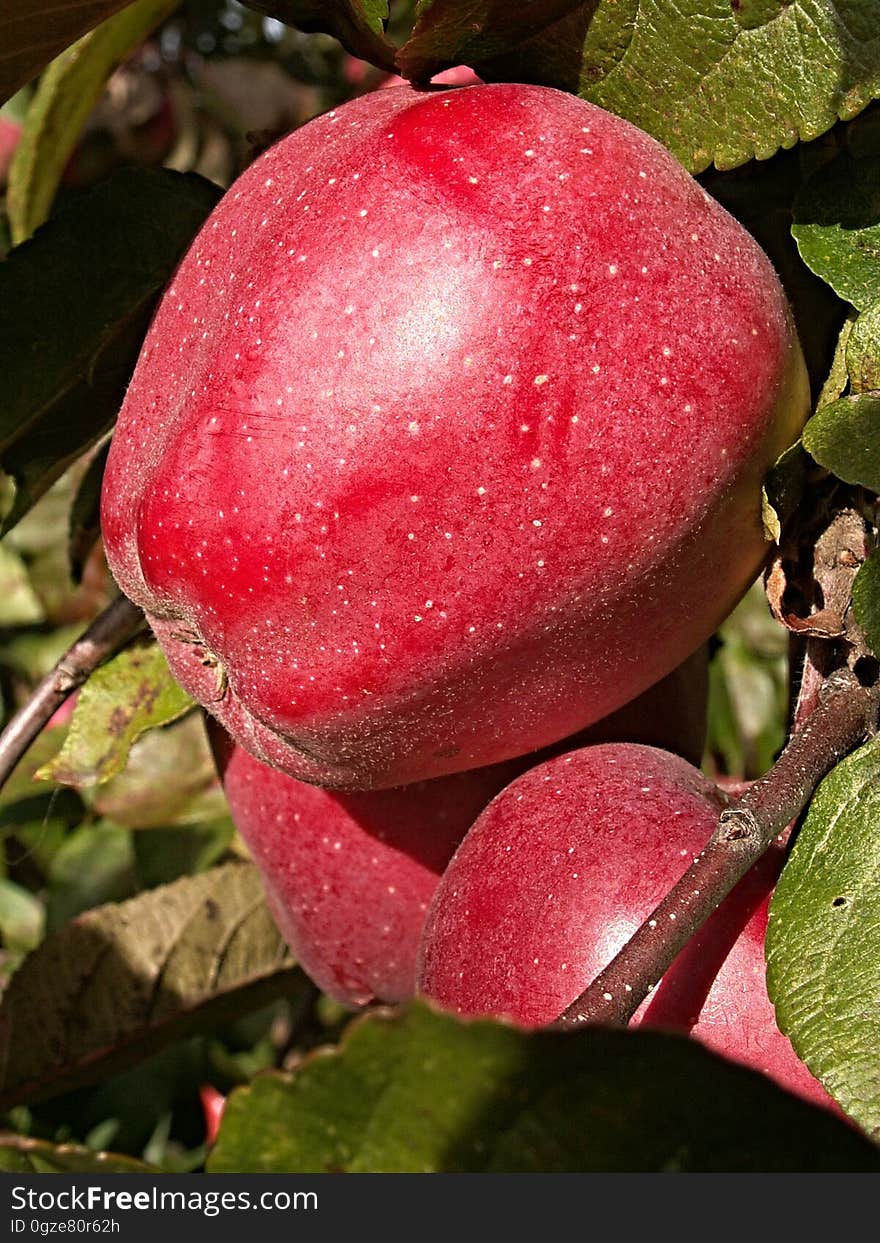 Fruit, Apple, Local Food, Peach