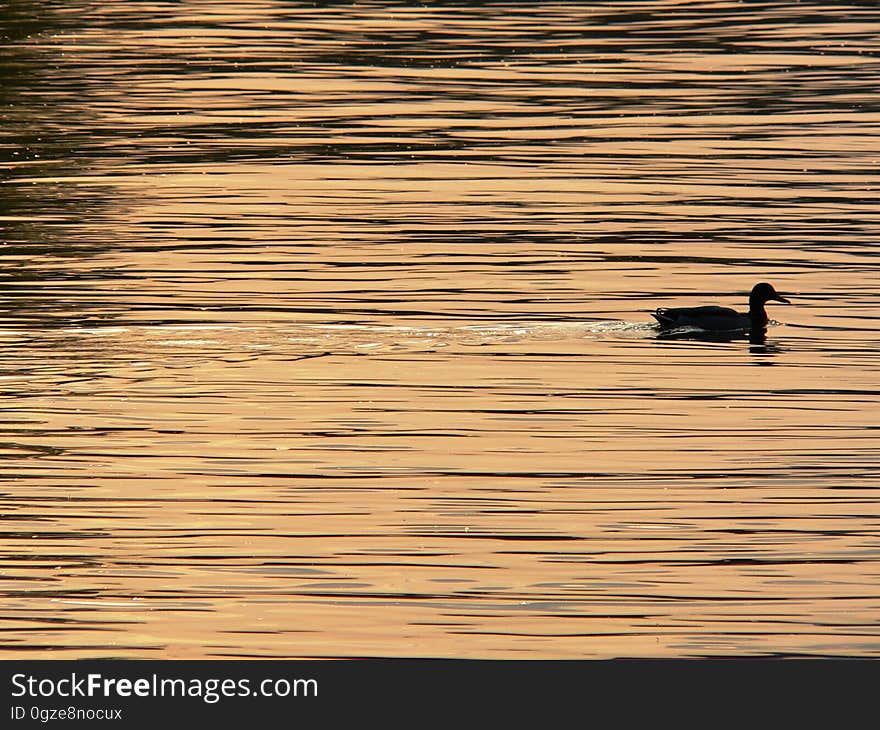 Water, Reflection, Sky, Water Bird