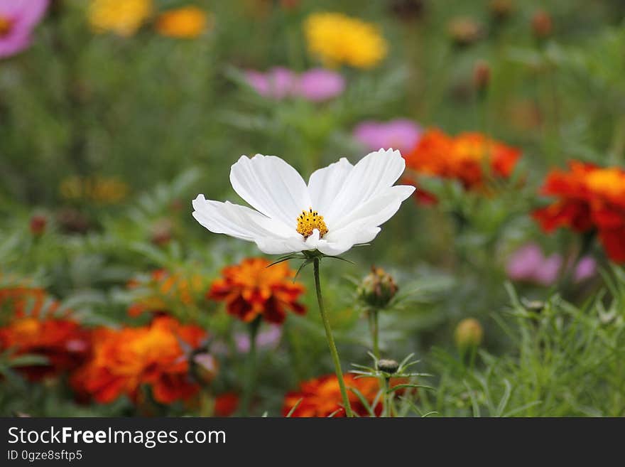 Flower, Garden Cosmos, Flora, Wildflower