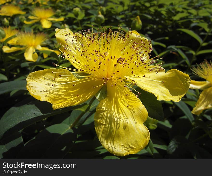 Flower, Yellow, Hypericaceae, Plant