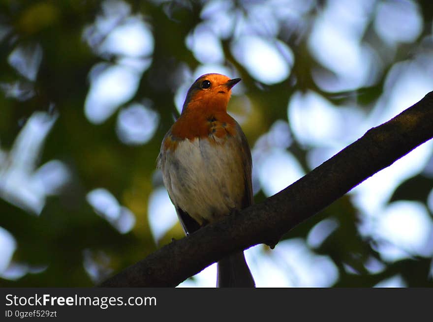 Bird, Beak, Branch, Fauna