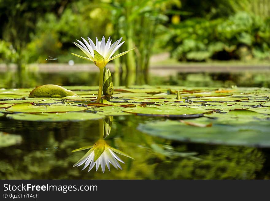 Water, Reflection, Flora, Flower