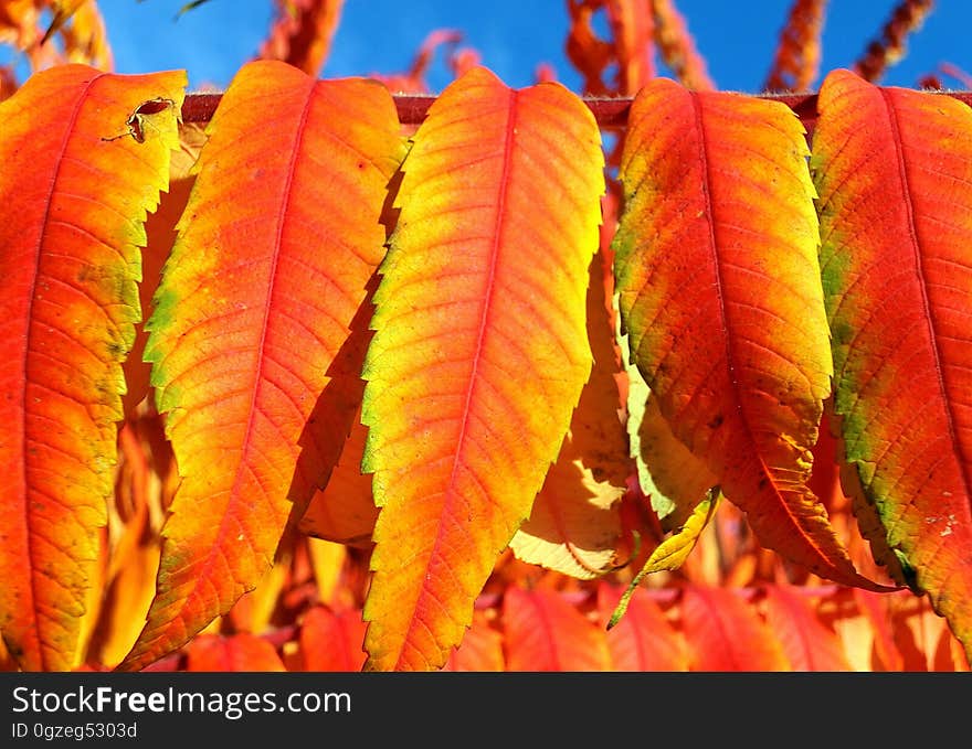 Leaf, Orange, Autumn, Vegetarian Food