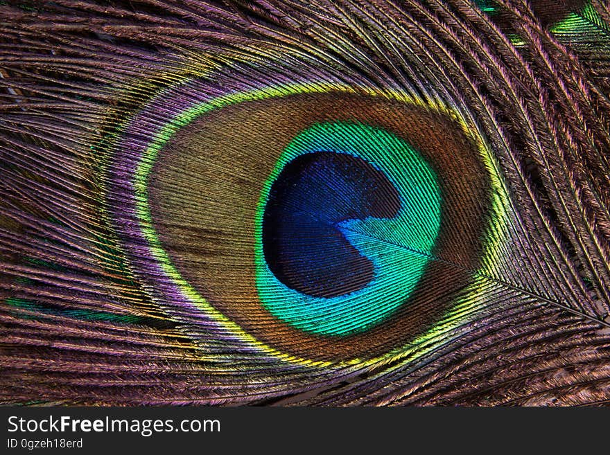 Feather, Close Up, Peafowl, Material