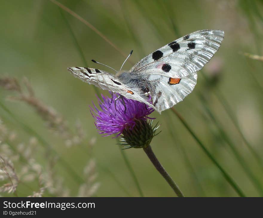 Butterfly, Moths And Butterflies, Insect, Lycaenid