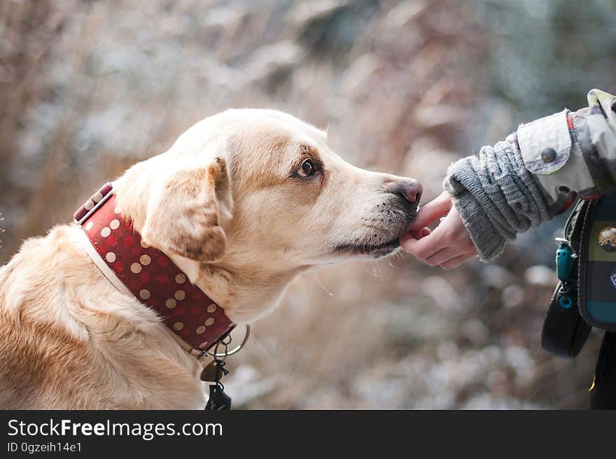 Dog, Dog Breed, Dog Like Mammal, Snout