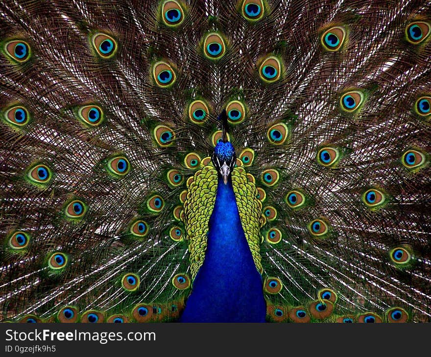 Peafowl, Vertebrate, Feather, Galliformes