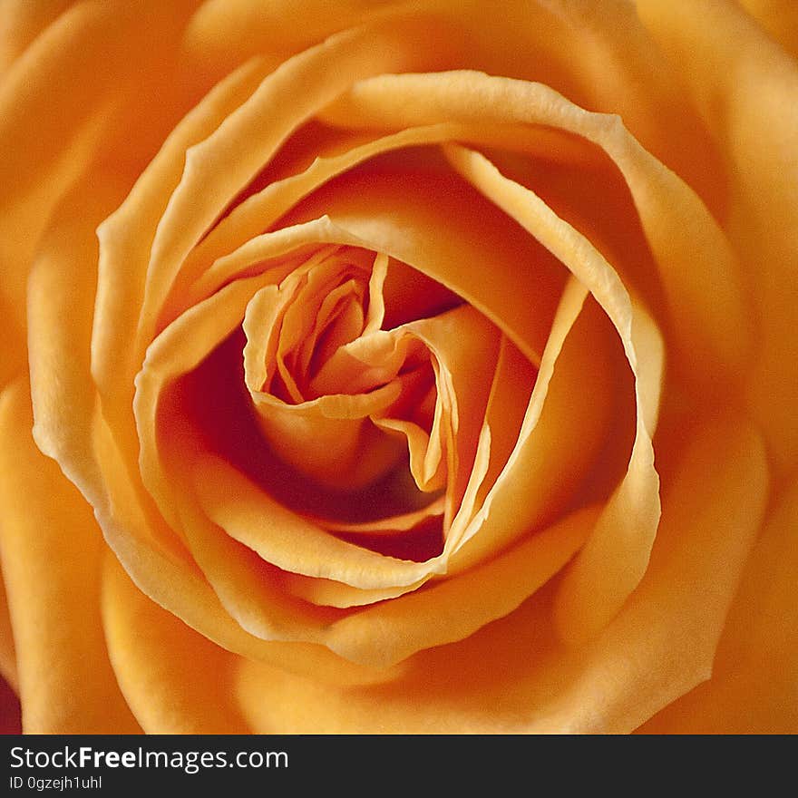 Flower, Orange, Rose, Yellow