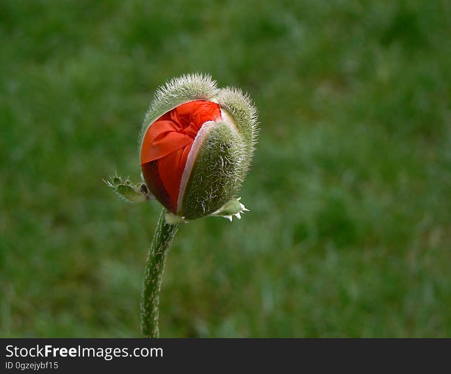 Flower, Bud, Plant, Poppy