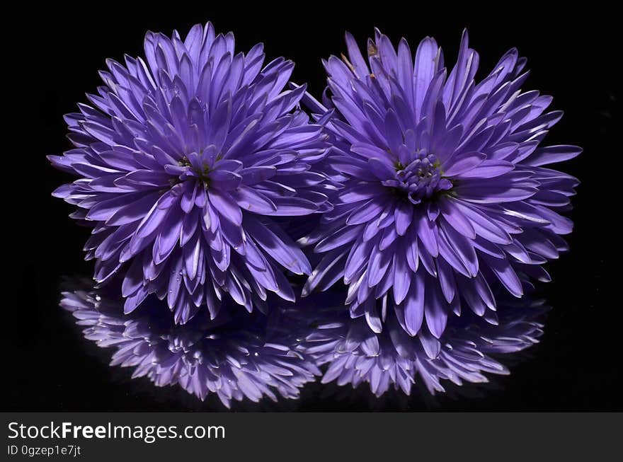 Flower, Purple, Violet, Aster