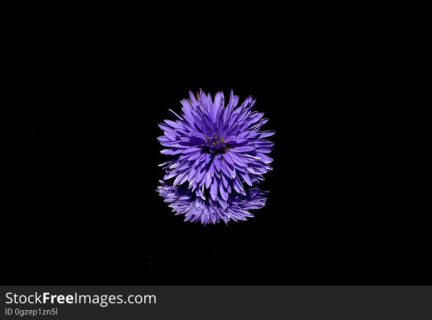 Flower, Violet, Purple, Close Up