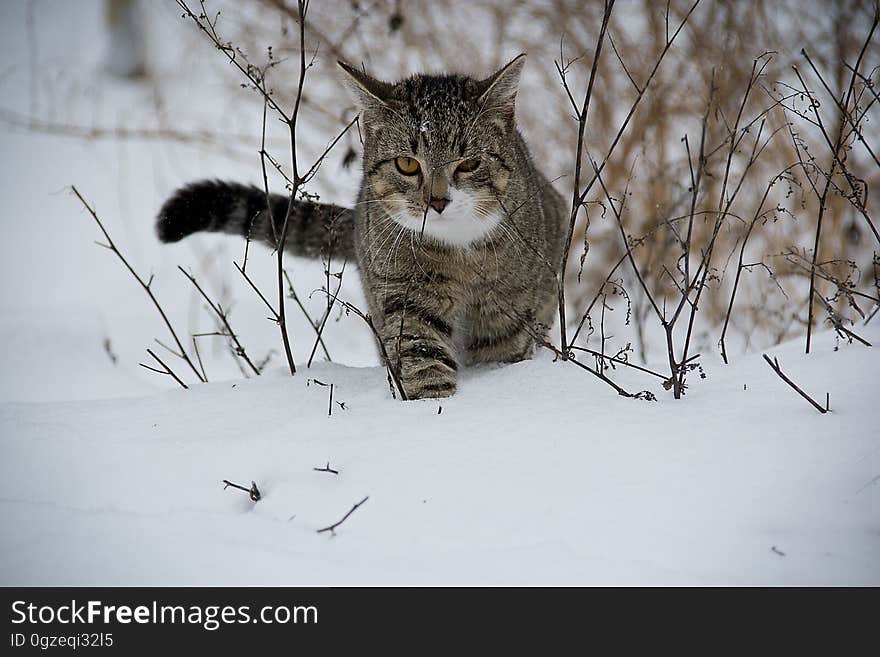 Cat, Whiskers, Mammal, Fauna