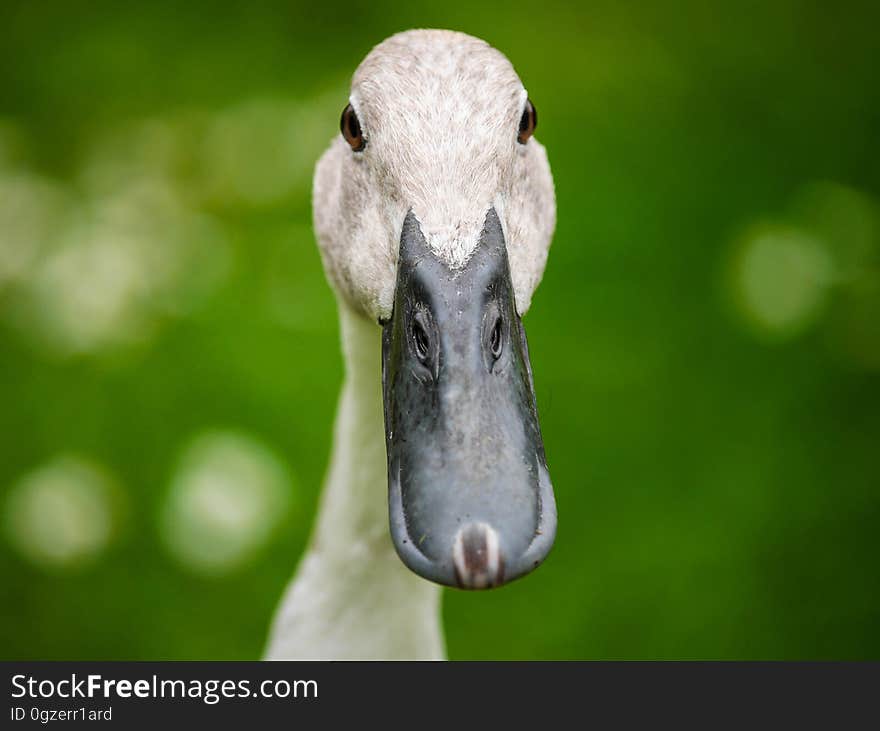 Bird, Beak, Water Bird, Fauna