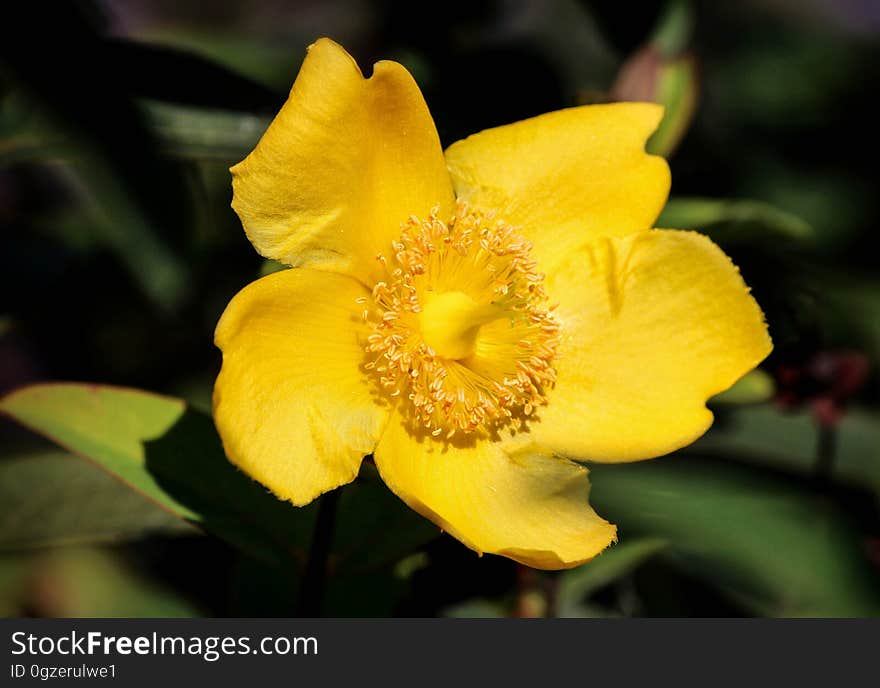 Flower, Yellow, Flora, Wildflower