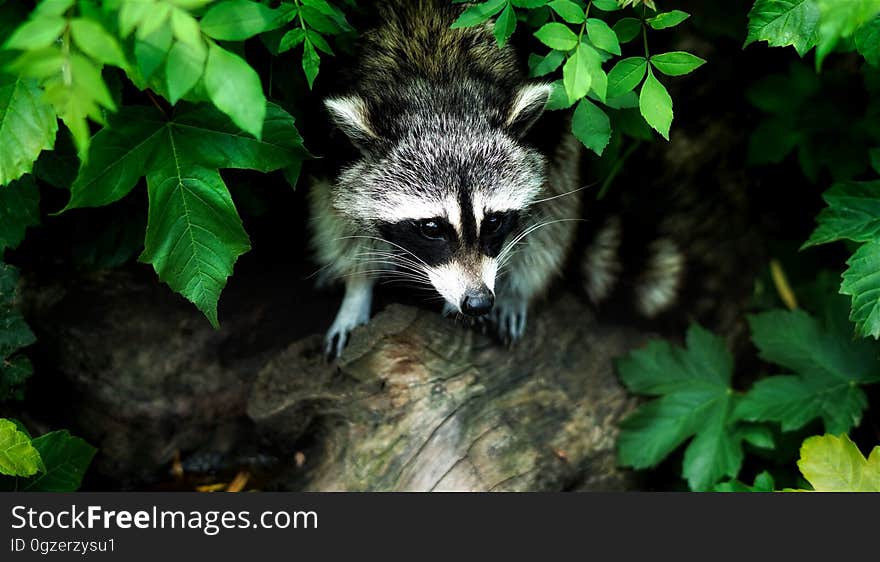 Raccoon, Fauna, Mammal, Procyonidae