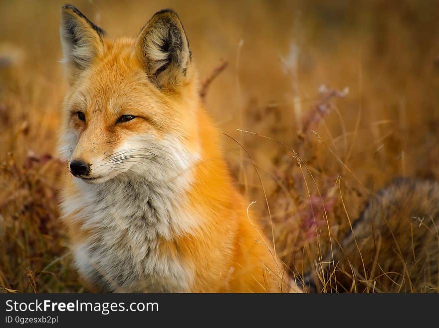 Fox, Wildlife, Red Fox, Mammal