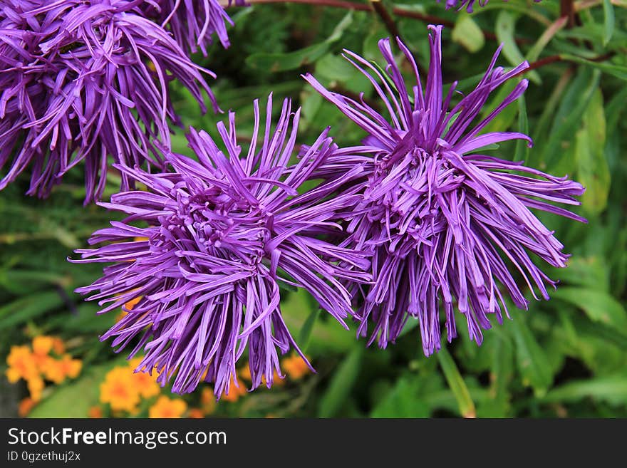 Flower, Plant, Purple, Flora