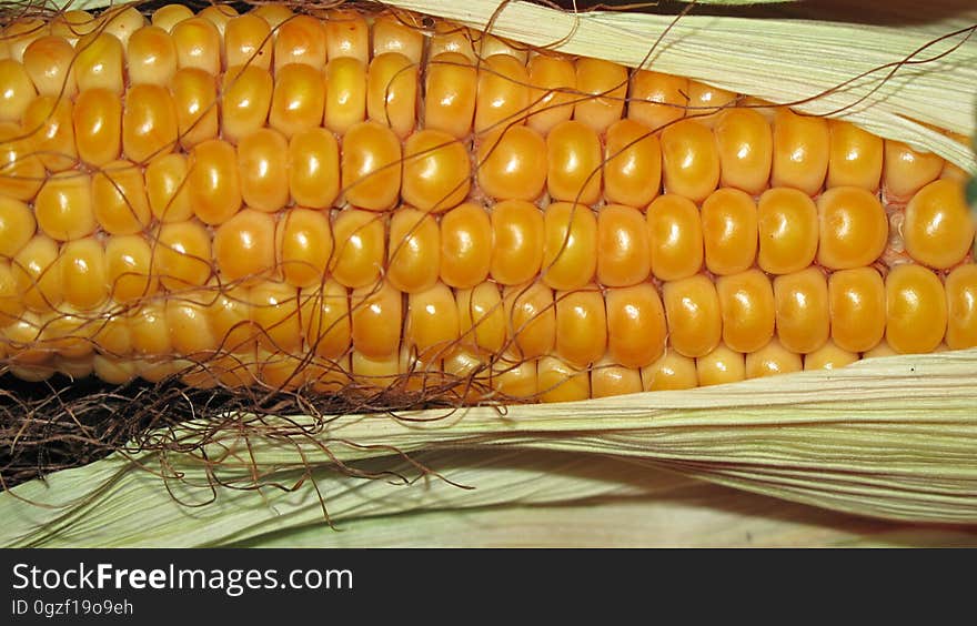 Corn Kernels, Maize, Corn On The Cob, Sweet Corn