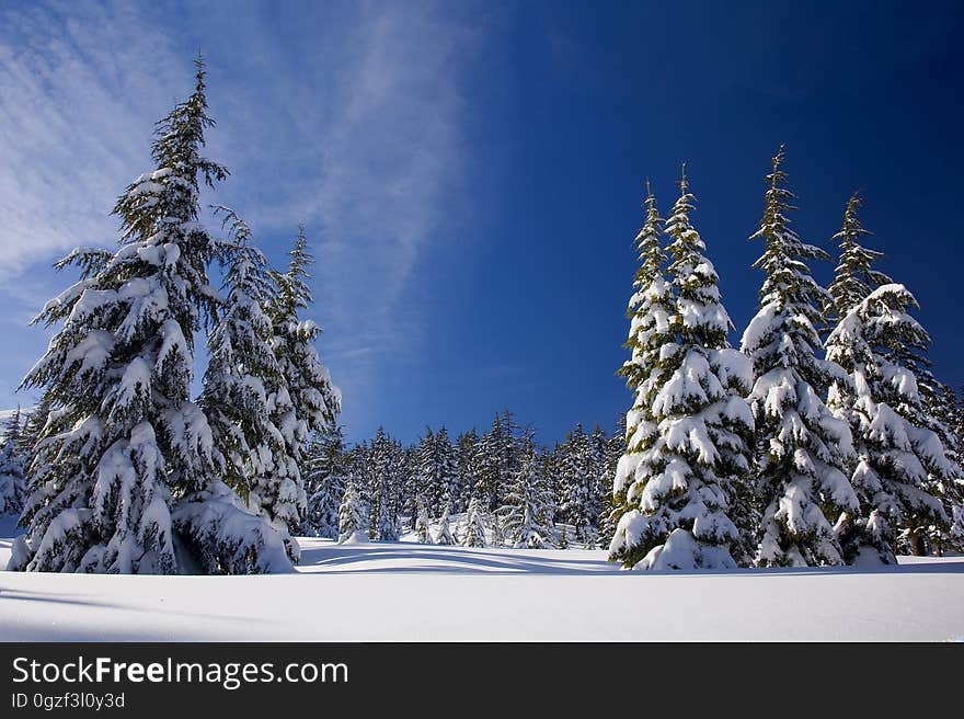 Winter, Tree, Sky, Snow