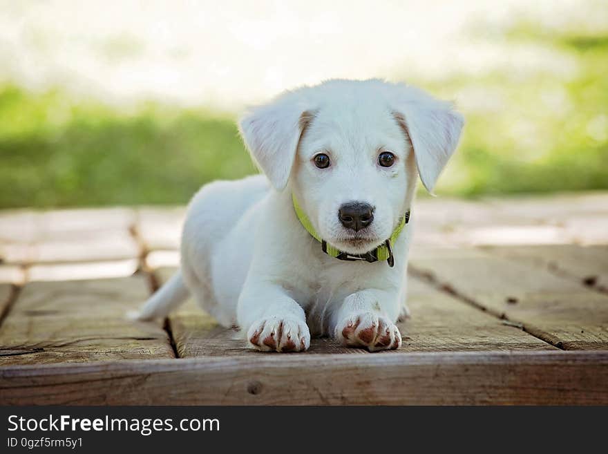 Dog, Dog Breed, Dog Like Mammal, Dog Breed Group